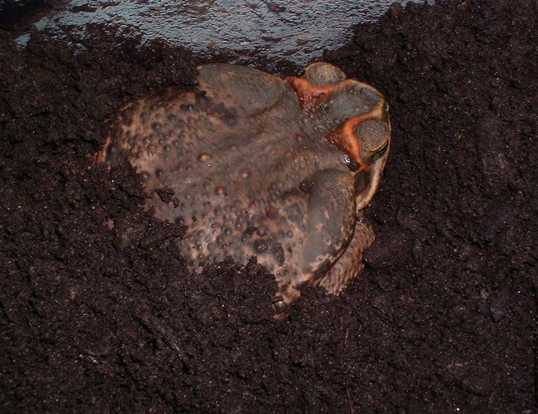male_closeup