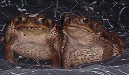 rococo_couple