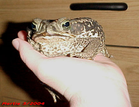 Mortie the Rococo toad fits in your hand