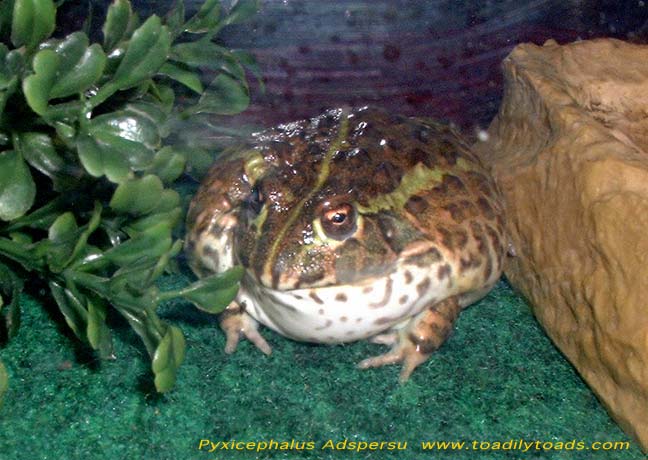 Pyxicephalus Adspersu African Bullfrog Giant Pyxie Frog,Elementary School Graduation Grad Gifts 2020