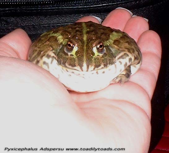 Baby Pyxie frog in hand