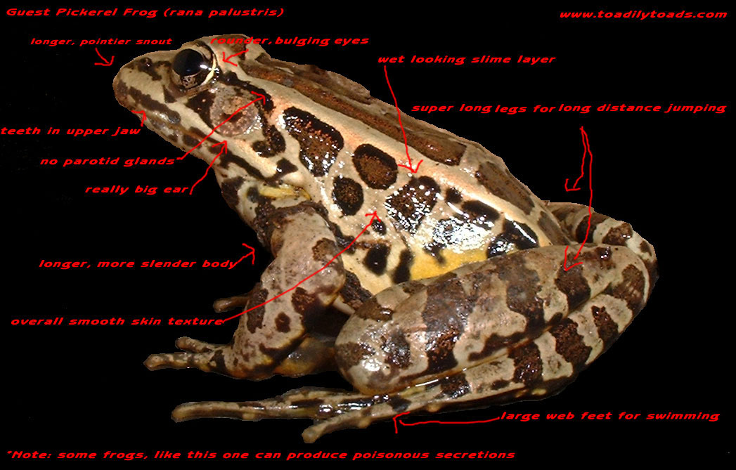 Toad vs. Frog Biology - How to Tell a Frog from a Toad. How to tell the difference  between frogs and toads.